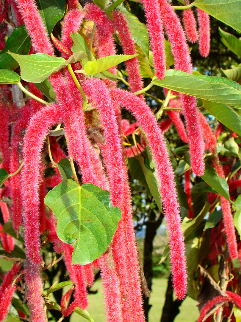 flor tubular ? peluda ??...como definir ésto ???