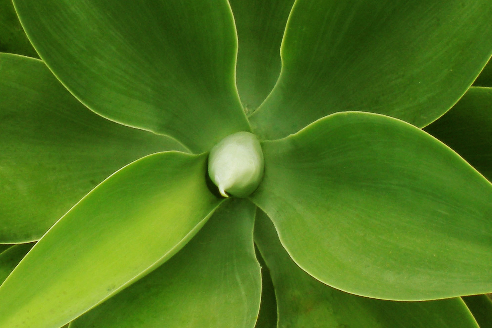 flor verde Imagen & Foto | plantas, flores, naturaleza Fotos de fotocommunity flor verde Imagen & Foto | plantas, flores, naturaleza Fotos de fotocommunity