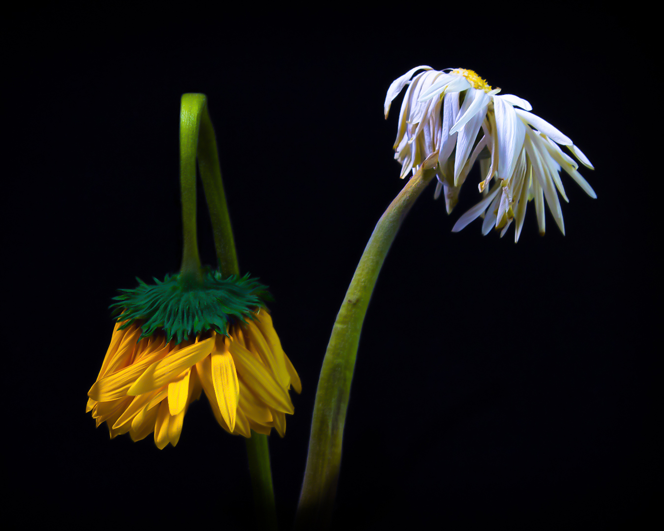 flor vieja 