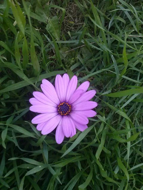 Flor violeta .