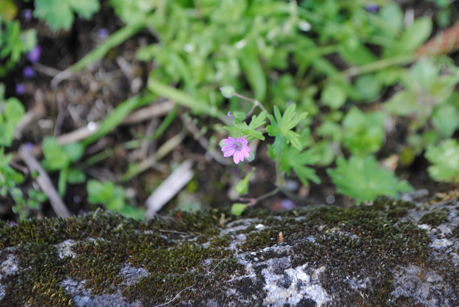 flor violeta