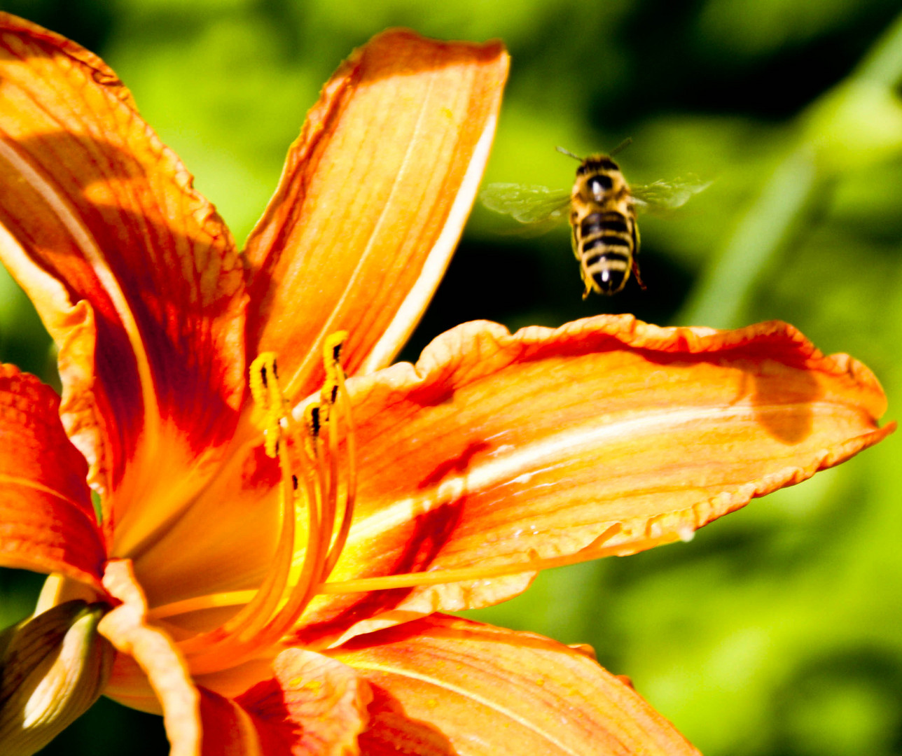 Flor y Aveja