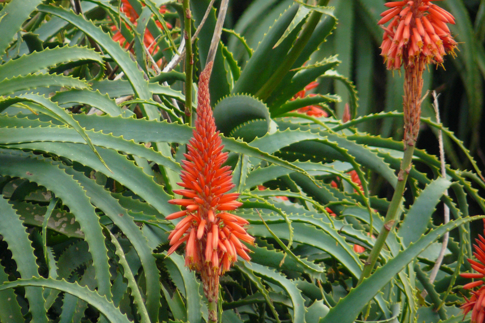 Flor y Espinas.