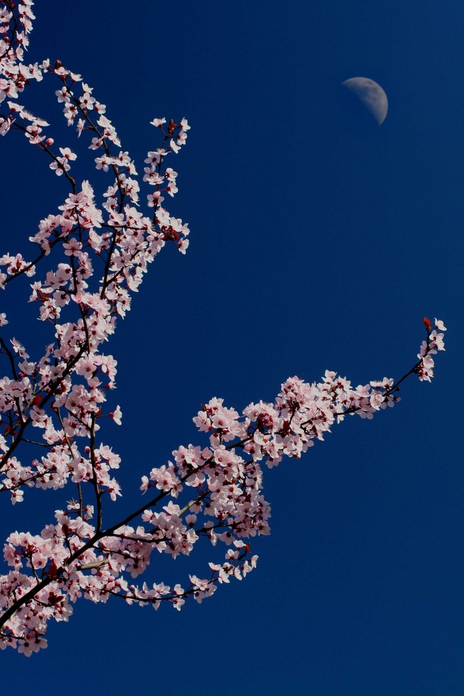 Flor y Luna