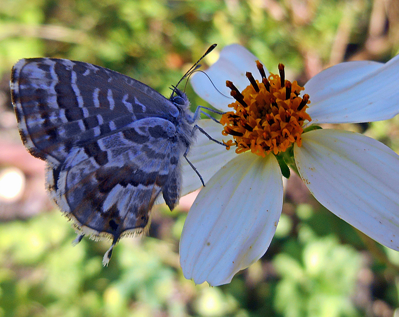 flor y mariposa