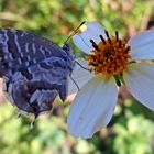 flor y mariposa