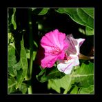 Flor024