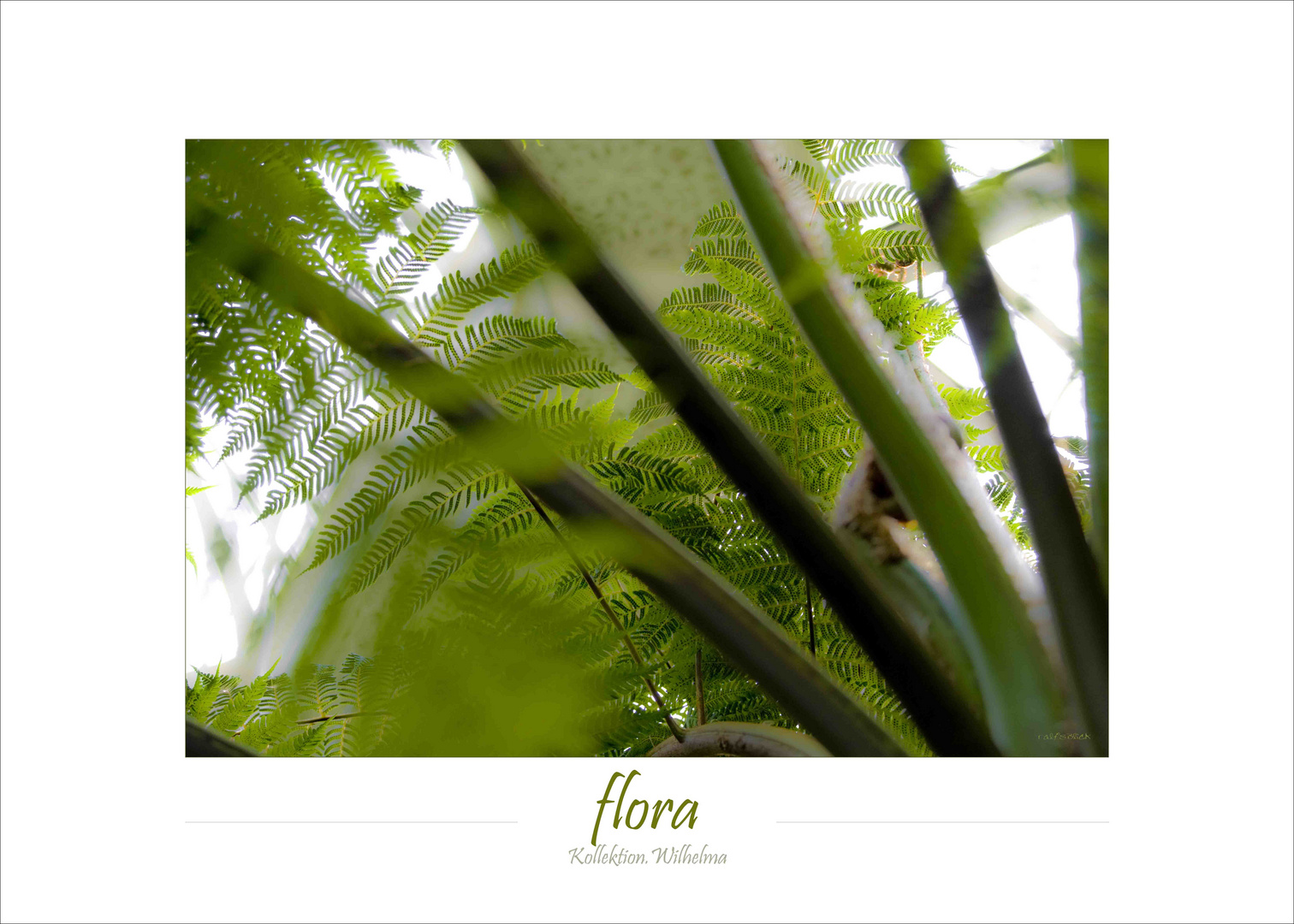 flora