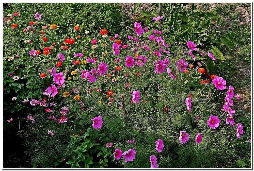 Flora a La Brigue.