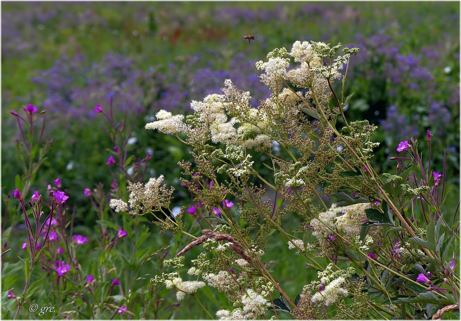 Flora am Feldrand