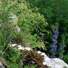 Flora am Steilabfall