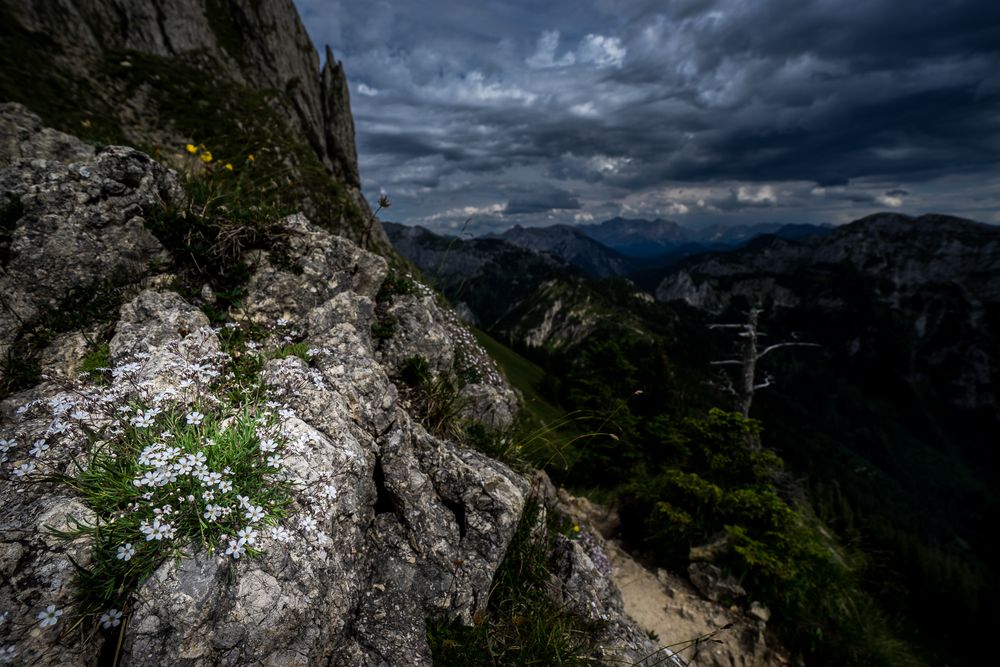 Flora am Tegelberg (Schwangau)