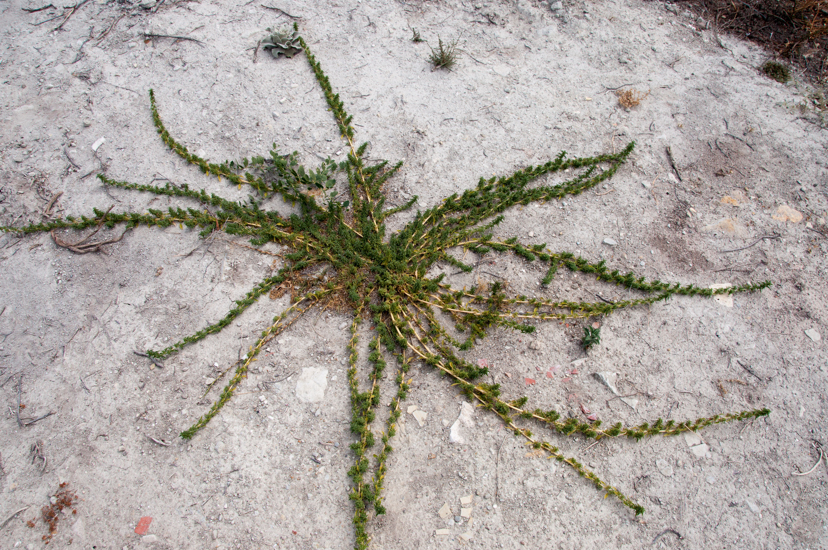 Flora am Wegesrand