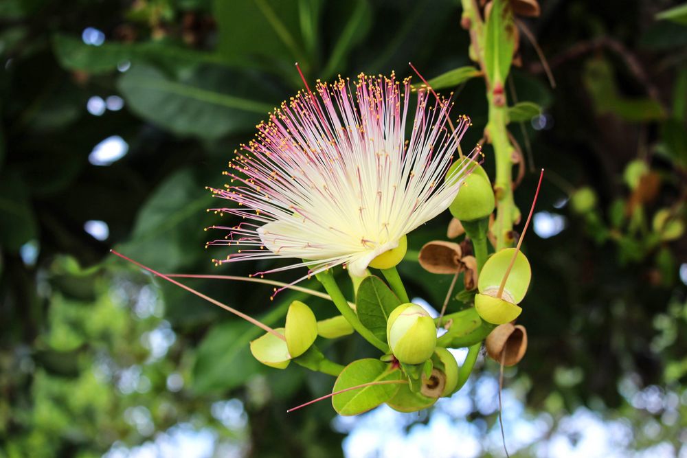 Flora auf Cuba