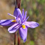 Flora auf dem Gamsberg - 2