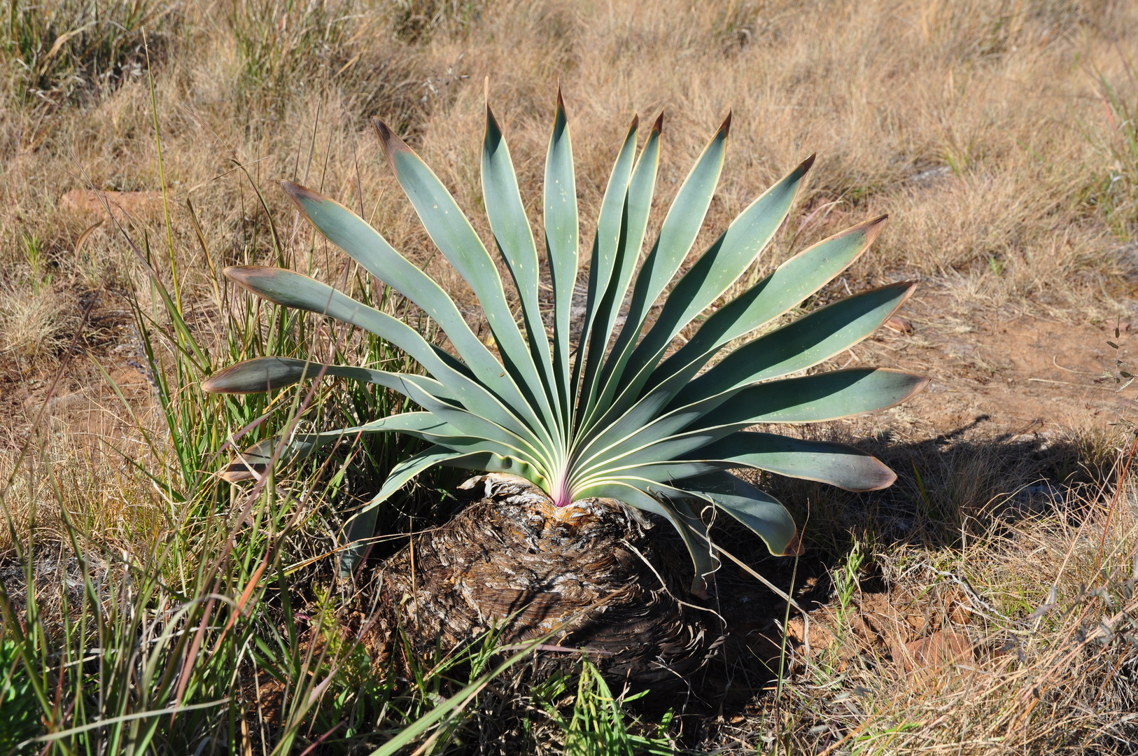 Flora auf dem Gamsberg