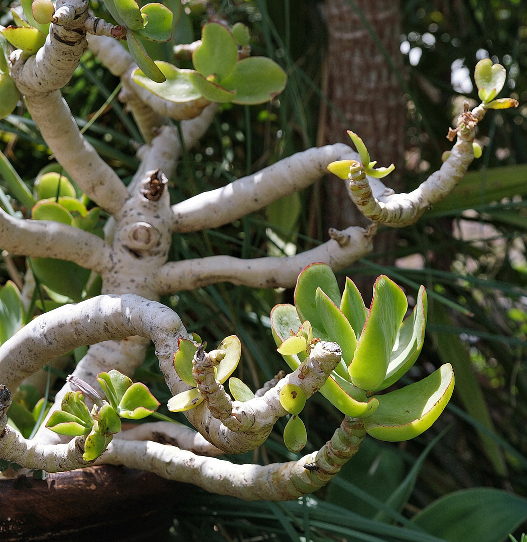 Flora auf Fuerteventura