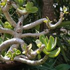 Flora auf Fuerteventura