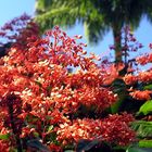 Flora auf Guadeloupe