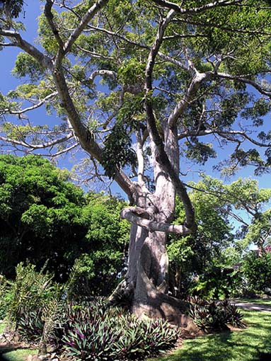 Flora auf Guadeloupe