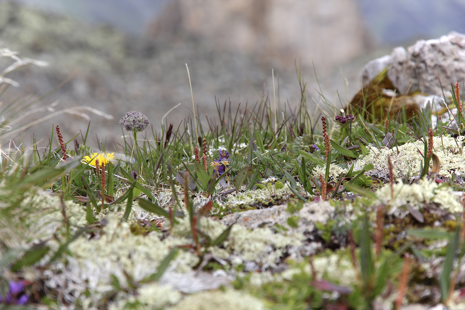 Flora auf Stein im Hochgebirge