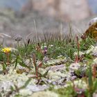 Flora auf Stein im Hochgebirge