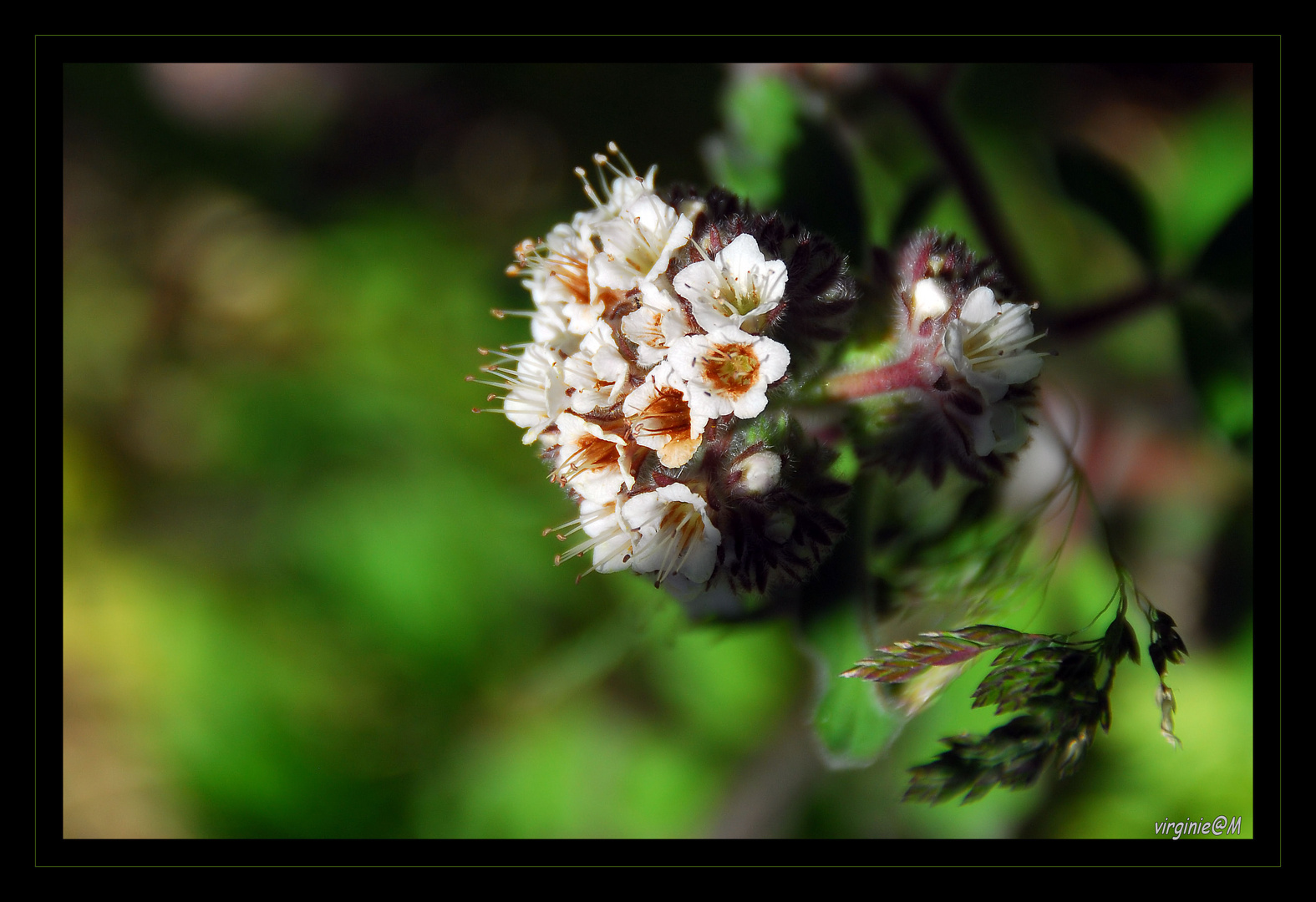 Flora blanca