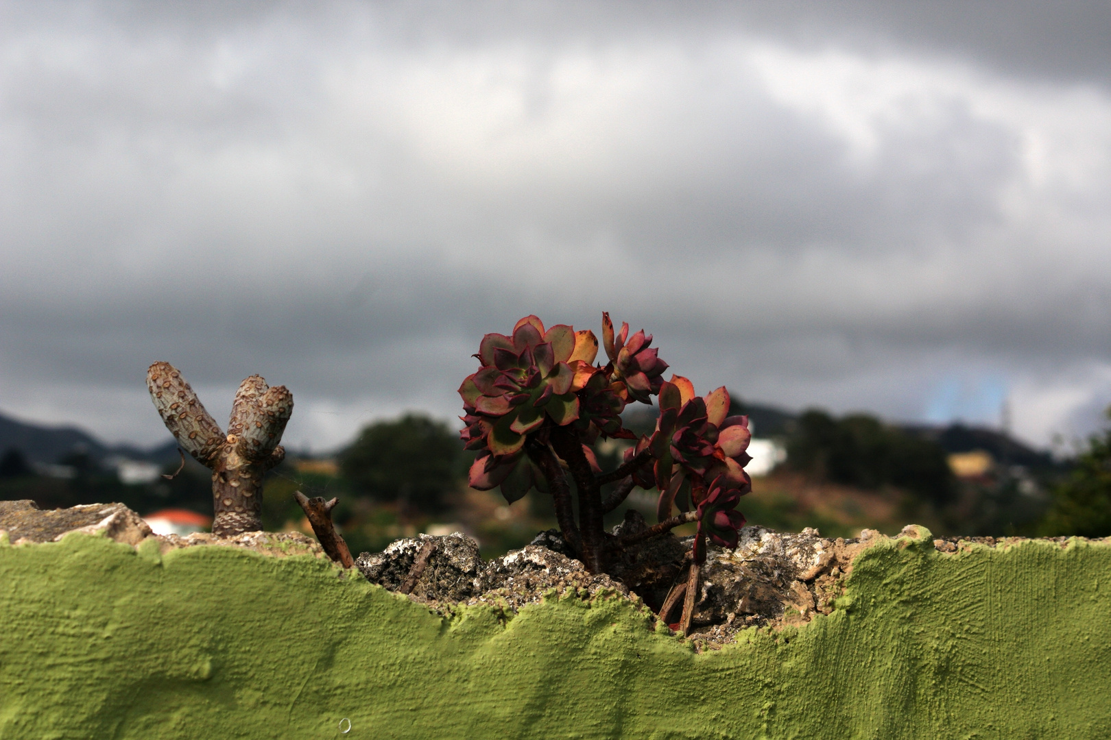 flora canaria