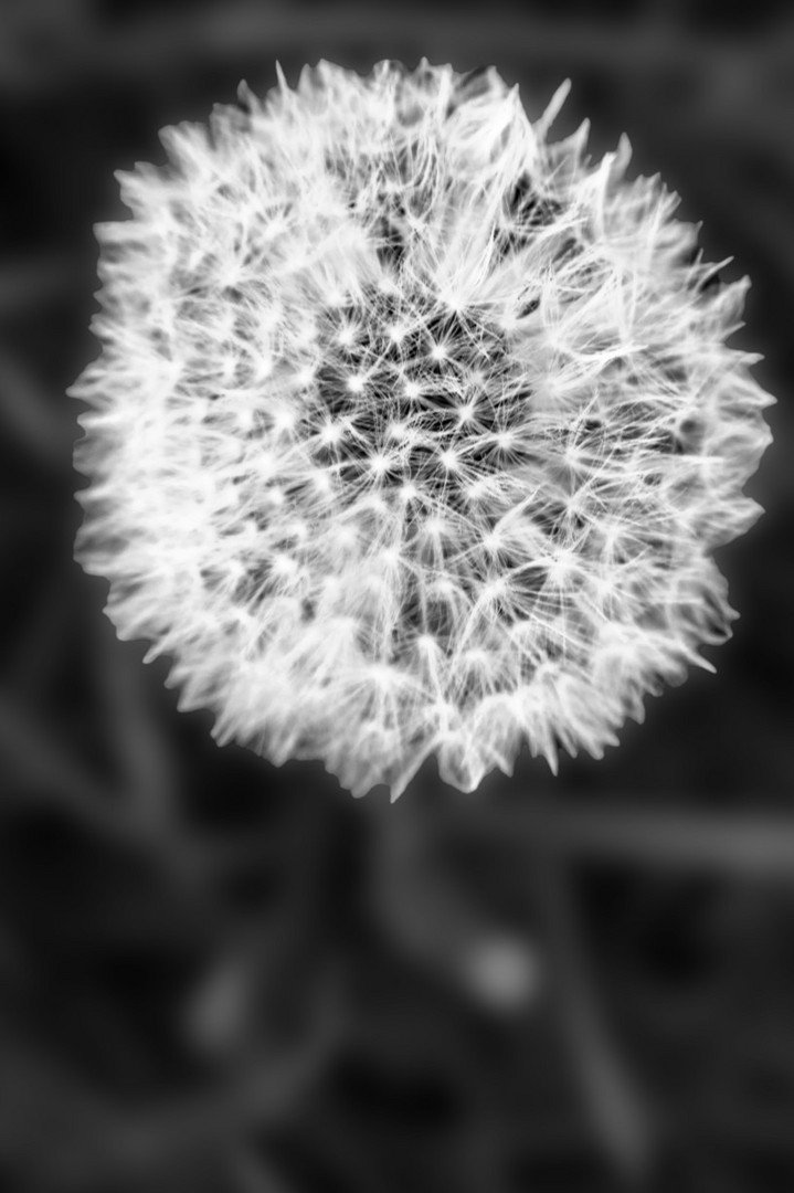 FLORA : DANDELION