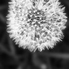 FLORA : DANDELION