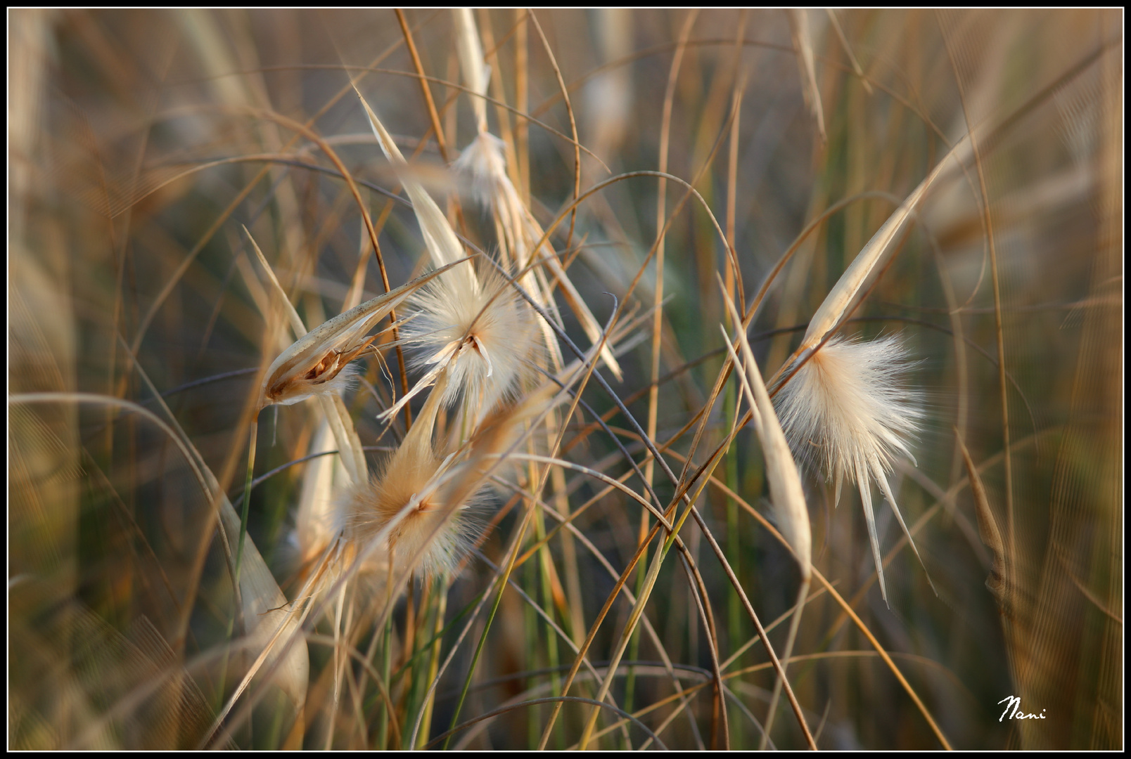 Flora de Cabo de Gata