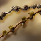 Flora del cambio climático