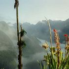 flora del cusco