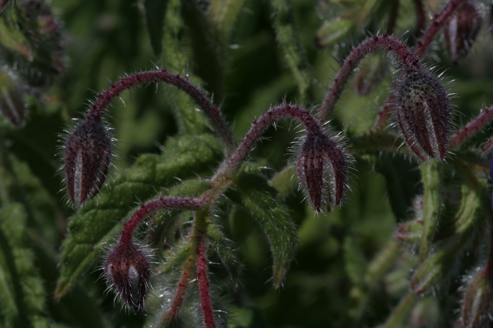 Flora della Riserva Naturale di Punta Aderci