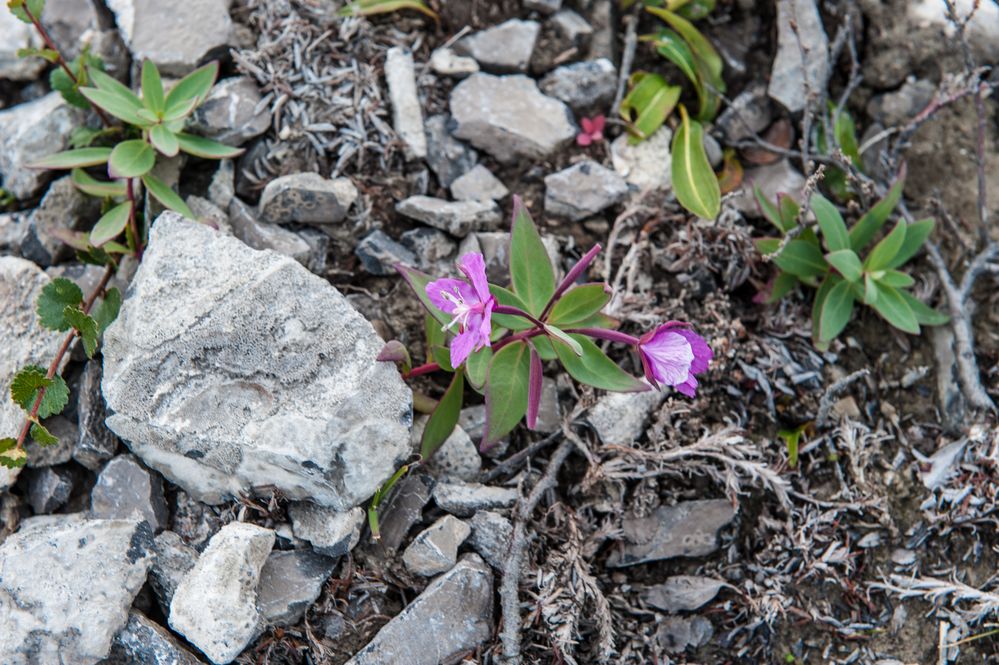 flora der Arktis