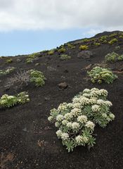 Flora der Kanaren