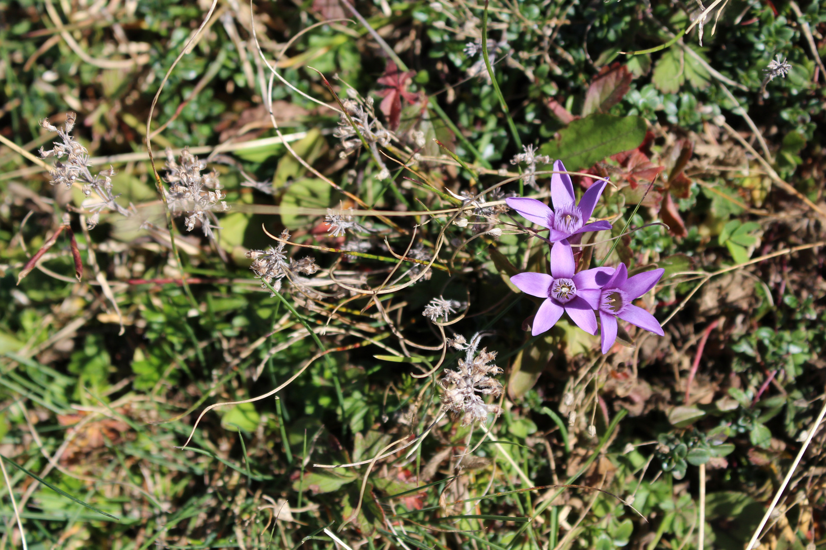 Flora des Monte Baldo