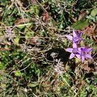 Flora des Monte Baldo