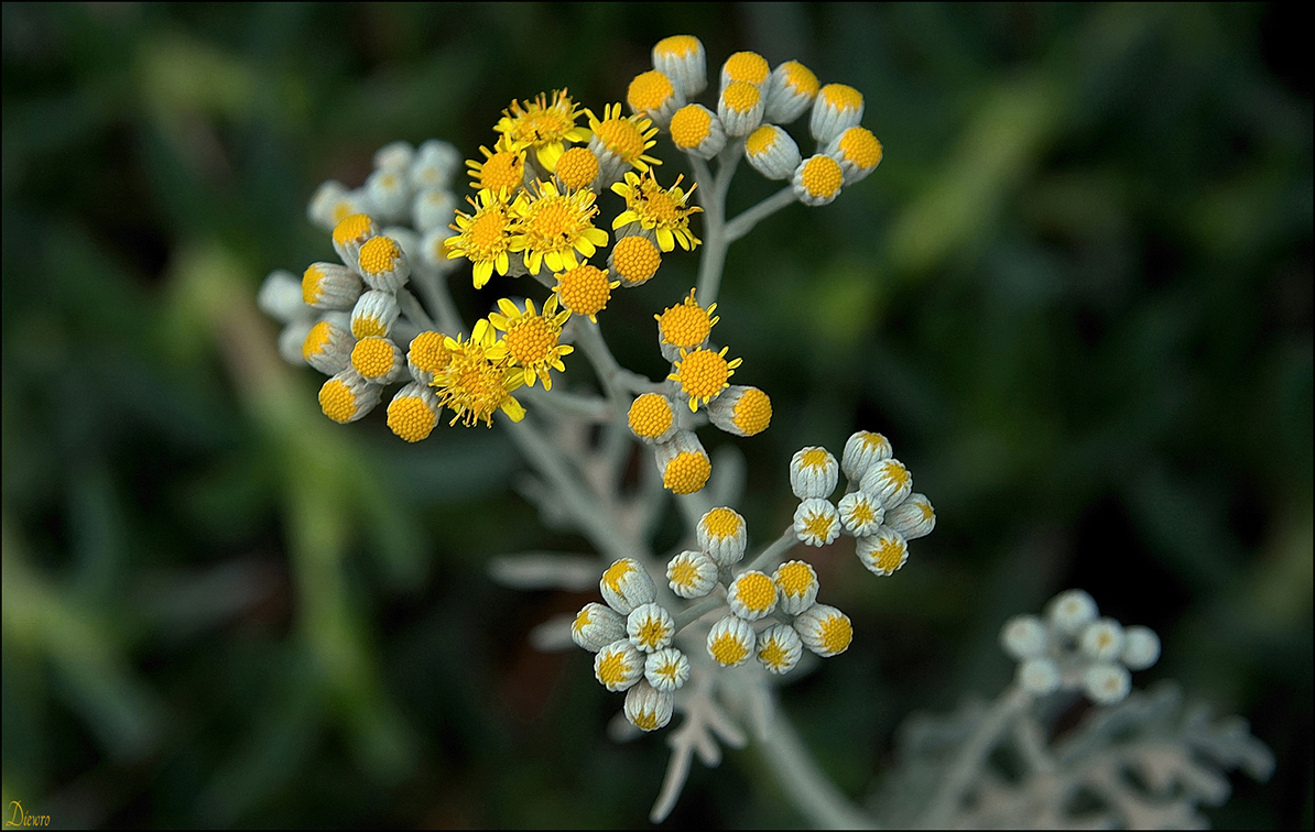 Flora des Südens 