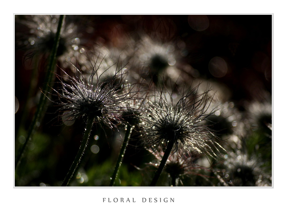 Flora Design II