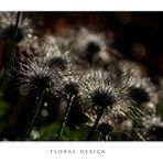 Flora Design II