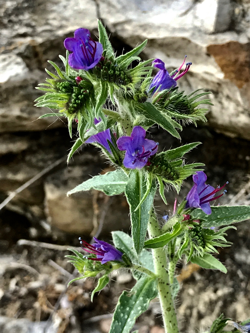 Flora di Montisola 1