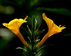flora