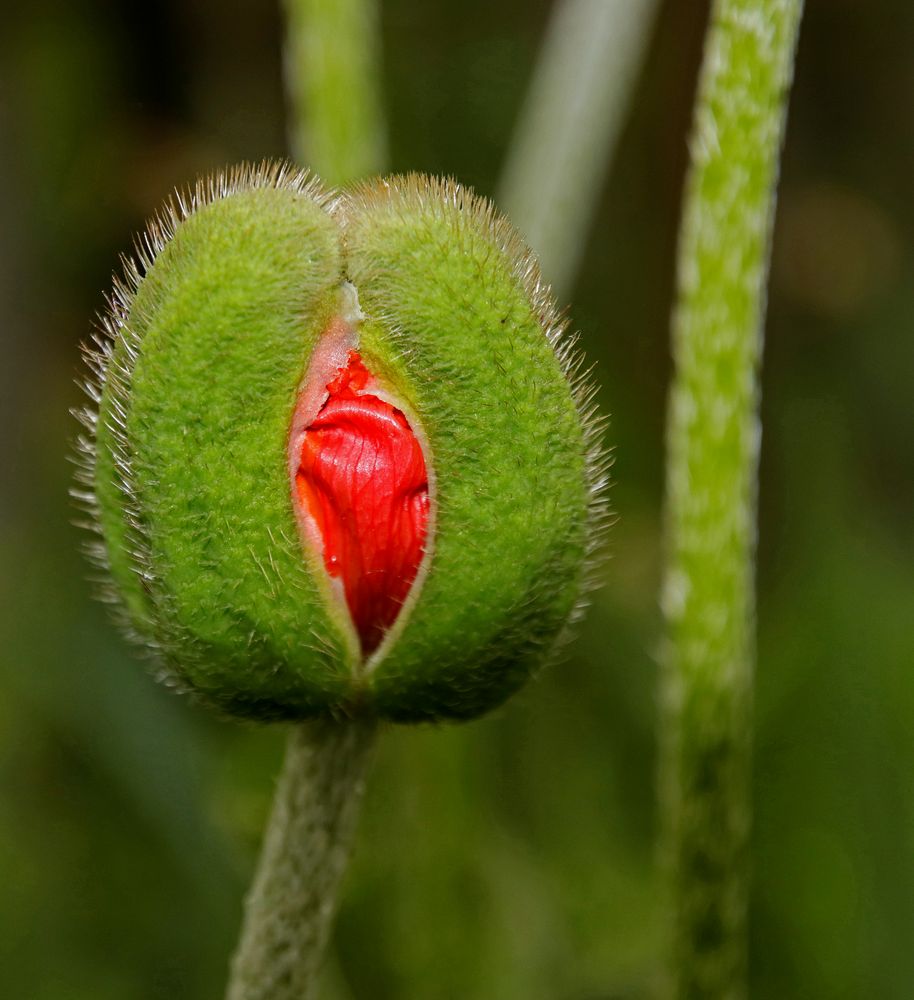 Flora Erotika