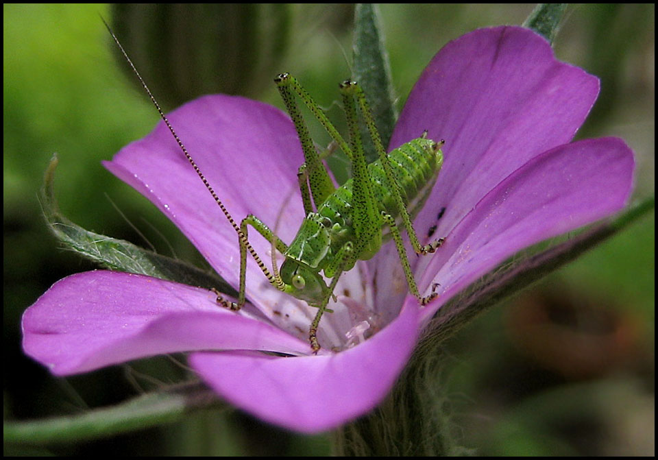 Flora & Fauna