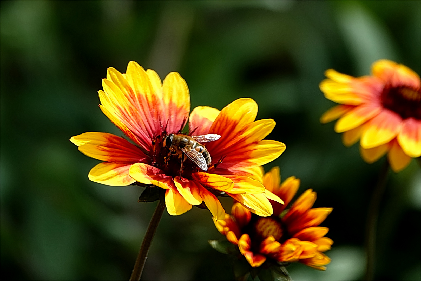 Flora & Fauna Foto & Bild blumen und blüten, fotos, spezial Bilder auf Flora & Fauna Foto & Bild blumen und blüten, fotos, spezial Bilder auf