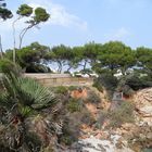 Flora & Fauna in Cala Ratjada