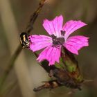 Flora, Fauna und Funga in einem Bild ...