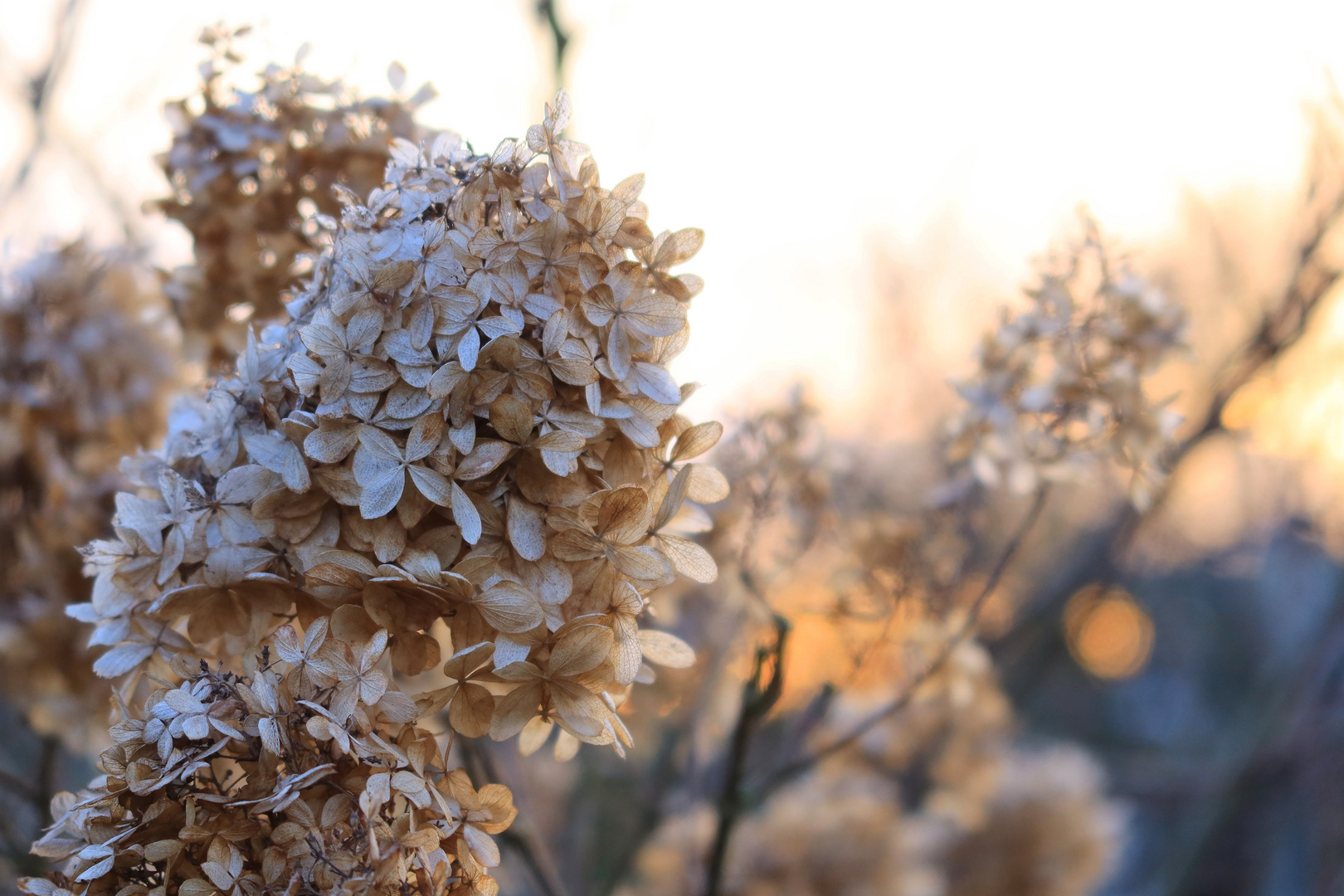 Flora im Februar