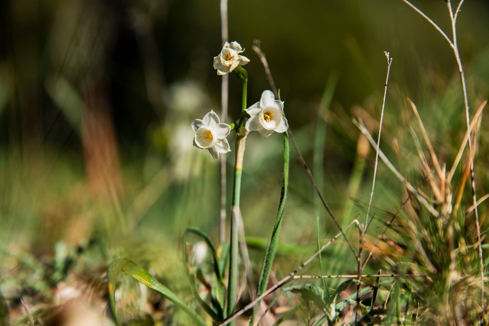 Flora im La Clape